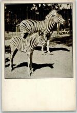 Zebra im Zoo AK Exotisches Tier