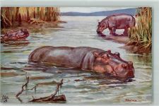 Hippopotamus Raphael Tuck sign. B. Butler AK Nilpferd 1933 Gebrauchsspuren