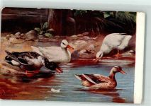 Wasserstelle Ente Künstlerkarte