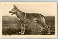 Schäferhund
