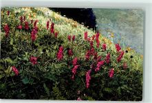 Nigritella nigra Nenke & Ostermaier Serie 519 Nr. 900 Photochromie Alpenflora