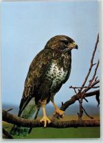 Mäusebussard AK Raubvogel