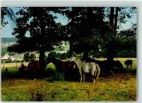 37603 W3450 Neuhaus im Solling - Trakehner