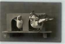 Taubenschlag Taube Privatfoto AK