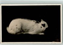 Kaninchen Hase