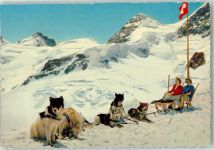 Polarhunde Jungfraujoch Hundeschlitten Foto AK