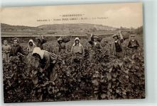 Bourgogne Burgund - Les Vendanges - Weinlese AK Wein