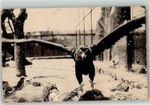 Roma Rom Mönchsgeier Zoo Raubvogel