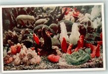 Napoli Seescheiden Aquarium Neapolitanum Meerestier Foto AK