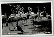 W1000 Tiergarten Flamingos Zoo Foto AK