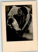 Dogge Foto AK