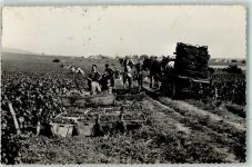 21630 Pommard - Weinlese ven Danges en Bourogne