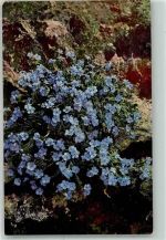 Eritrichium nanum Photochromie Serie 560 Nr.1389 Alpenflora