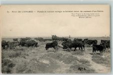 Mas de l`Amaree Camargue Rinder Motiv Frankreich