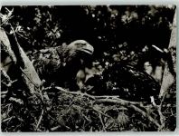 Seeadlerhorst Foto Horst Schöder Raubvogel Foto AK