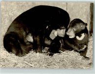 Malayenbär Bär Foto AK