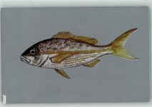 Rabirrubia Gelbschwanzschnapper Fisch