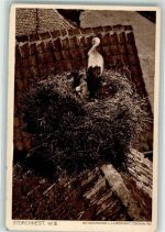 Storchennest Nr. III. Foto J.A. Bödewadt Storch Foto AK