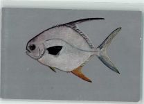 Palometa Fisch
