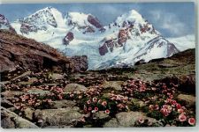 Gletscher Hahnenfuss Alpenflora