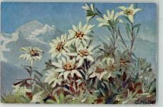 Edelweiß sign. C. Müller Rückseite : werbung Chocolat Caillers Alpenflora 1926 Künstlerkarte
