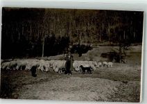 Schafe Hund Hirte Privatfoto AK