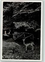 56206 W5412 Hilgert b Höhr-Grenzhausen FOTO KEINE AK Wwildtiere Ort handschriftlich Foto Original aus Archiv eines Ansichtskartenverlags