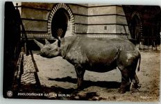 Nashorn Zoo Foto AK