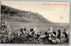 Haifa 1912 - Mont Carmel Kakteen