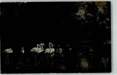 Rückseite: Stenographie Bild: Pelikane Zoo 1913