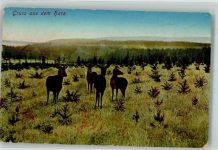 38877 O3702 Benneckenstein 1915 - Harz Wildtiere Ort lt. Stempel Feldpost WK I
