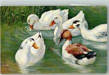 O.G.Z.L. Nr.260-1469 Ente
