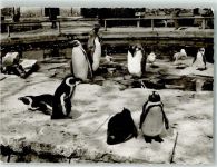 W7000 Bad Cannstatt Tierparadies Wilhelmina Pinguin Foto AK