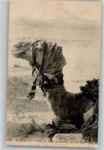 Nr. 6103 Scenes et Types La mode au Desert Kamel mit Kopftuch Volkstypen / Brauchtum Algerien