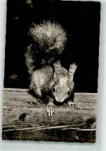 Eichhörnchen Foto AK