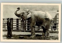 Wien 13. Bezirk, Hietzing Indischer Elefant Zoo Elefant