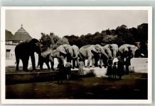 W8000 München Elefantenherde Hellabrunn Zoo