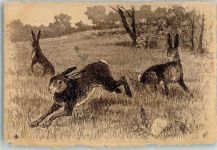 Federzeichnung Hase 1901 Künstlerkarte