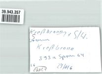 88079 W7993 Kressbronn am Bodensee FOTO KEINE AK Ort handschrfitlich Foto Original aus Archiv eines Ansichtskartenverlags