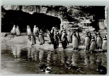 W2000 Stellingen Humboldt Pinguine Zoo Foto AK