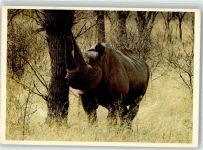 Rhinoceros Nashorn Foto AK