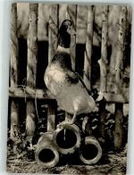 Ente Foto AK