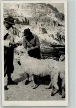 Berg Schaf Privatfoto AK