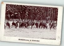 82488 W8107 Linderhof 1909 Winter Wildfütterung in Linderhof
