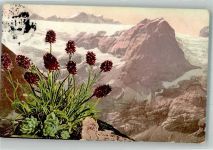 Männertreu P.Z. 30057 Alpenflora 1915