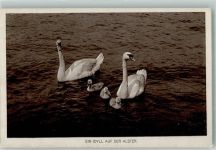 W2000 Hamburg Alster Schwan