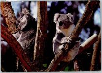Koala Australisches Tier