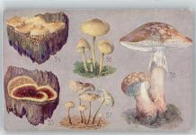 Pilz Künstlerkarte