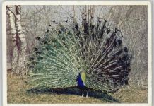 Pfau Zoo
