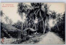 Cochinchine - Plantations de cocotiers